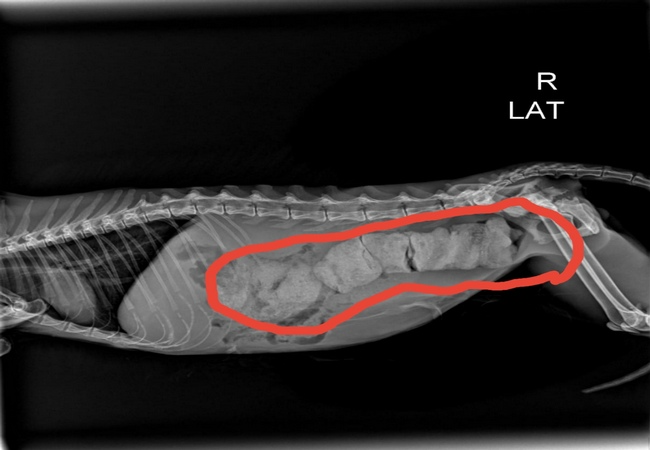 Рентген собаки с копростазом, снимок управления ветеринарии Брянской области